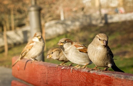 birds: bird removal and control, house sparrows