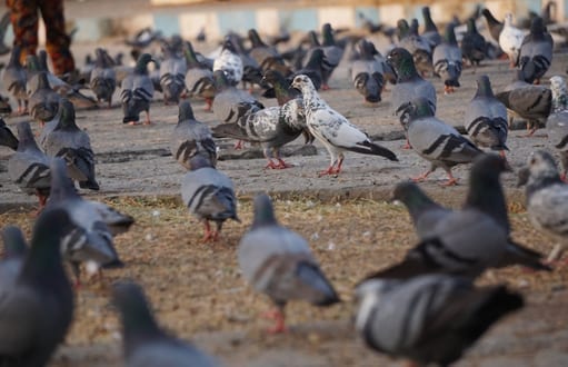 birds: bird removal and control, pigeons