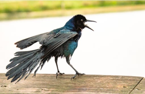 birds: bird removal and control, grackles