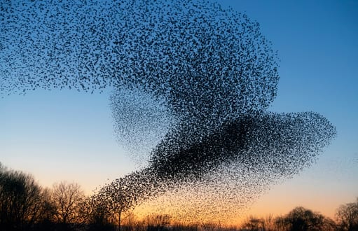 birds: bird removal and control, starlings