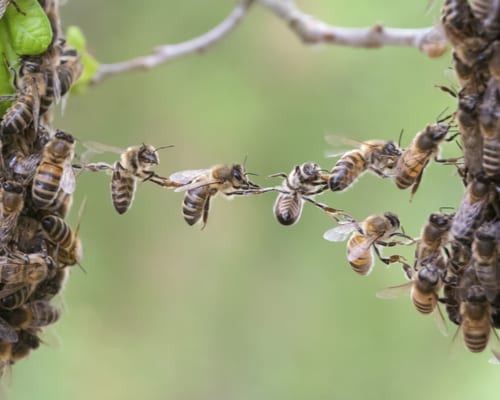 About Us Pest Wildlife Pro, bees