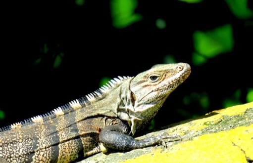 iguanas: iguana removal and control, black spinytail