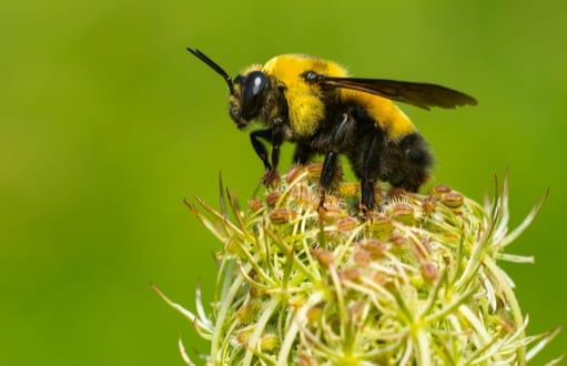 native bees: bee removal and control