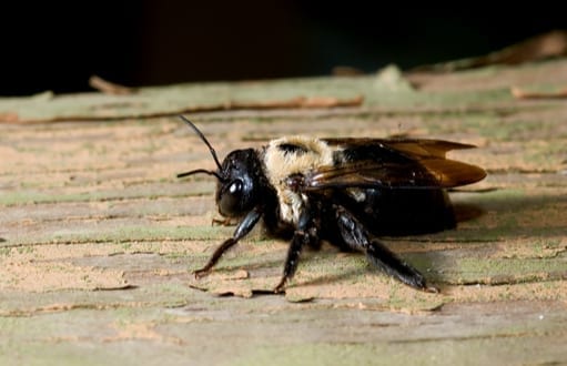 bees: bee removal and control