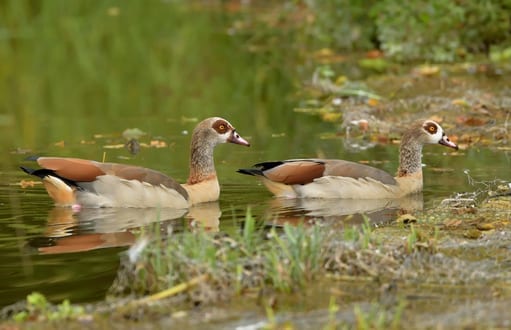 birds: bird removal and control, egyptian geese