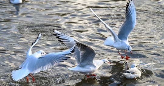 About Us Pest Wildlife Pro, gulls