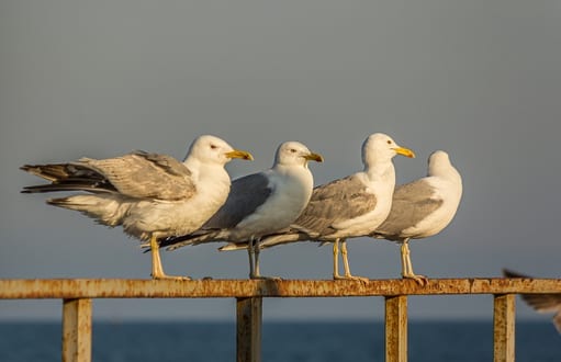 birds: bird removal and control, suagulls/gulls