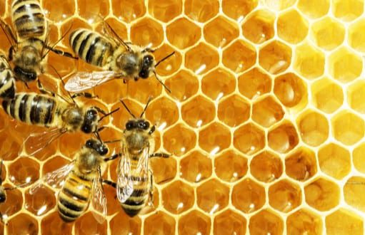 honey bees; bee removal and control