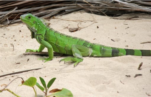 iguanas: iguana removal and control, green iguana