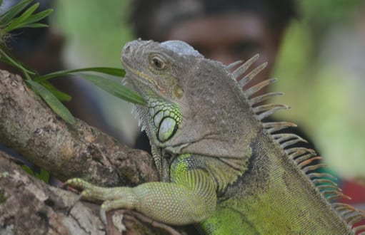 iguanas: iguana removal and control
