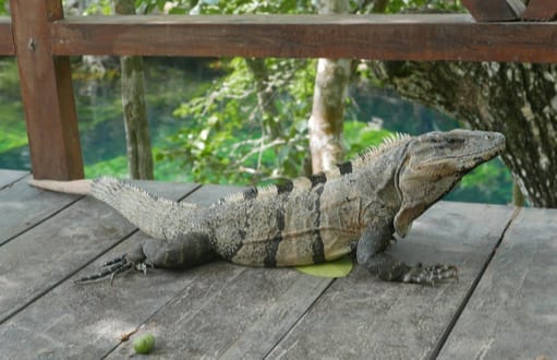 iguanas: iguana removal and control, mexican spinytail