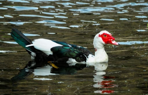 birds: bird removal and control, muscovy ducks