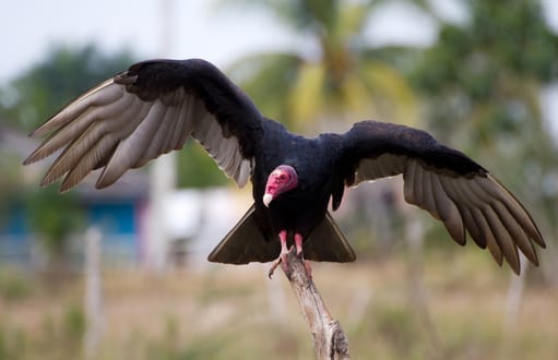 birds: bird removal and control, turkey vultures