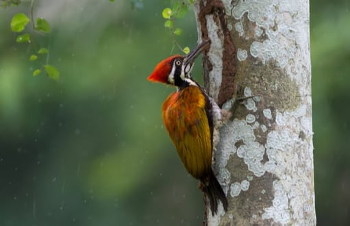 birds: bird removal and control, woodpeckers