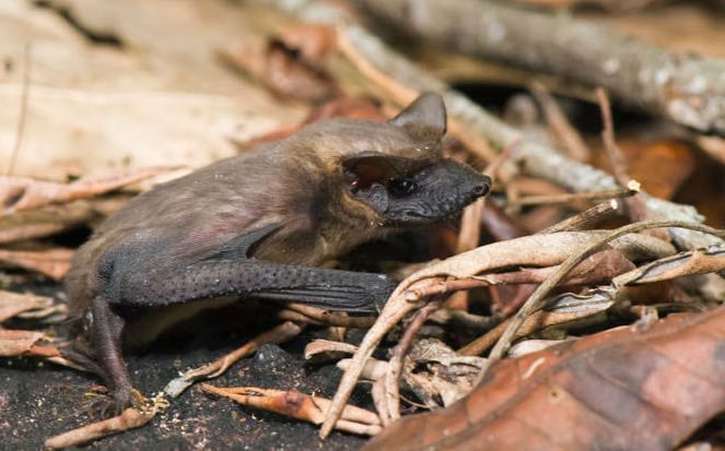 pest services bats
